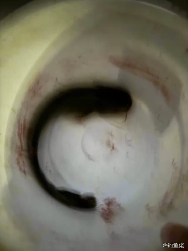 鲶鱼钓获 西安市 0.5kg