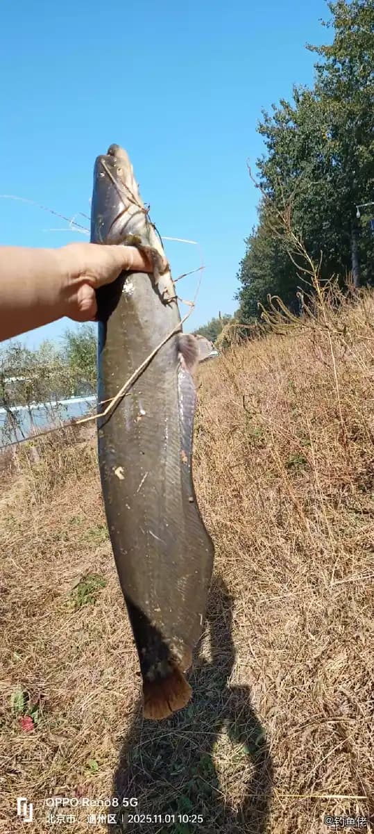 鲶鱼钓获 北京市 2.1kg