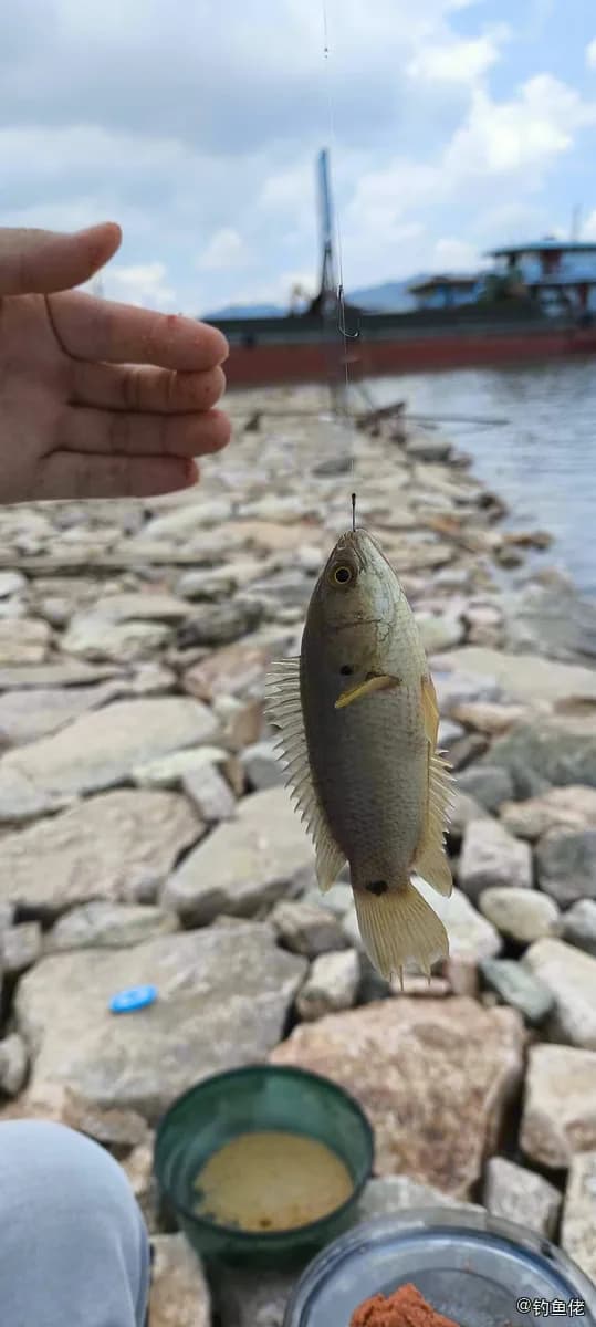 攀鲈钓获 清远市 0.1kg