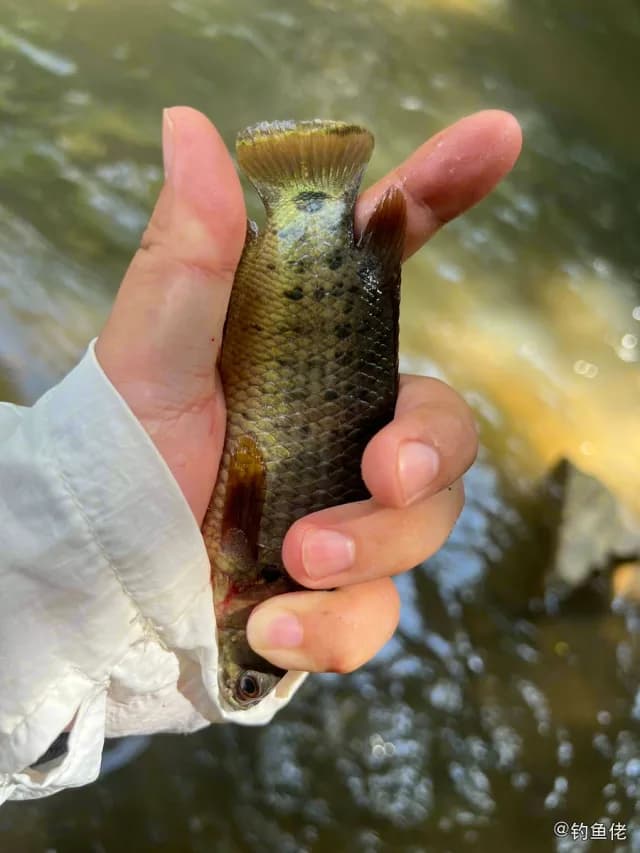 攀鲈钓获 广州市 0.2kg
