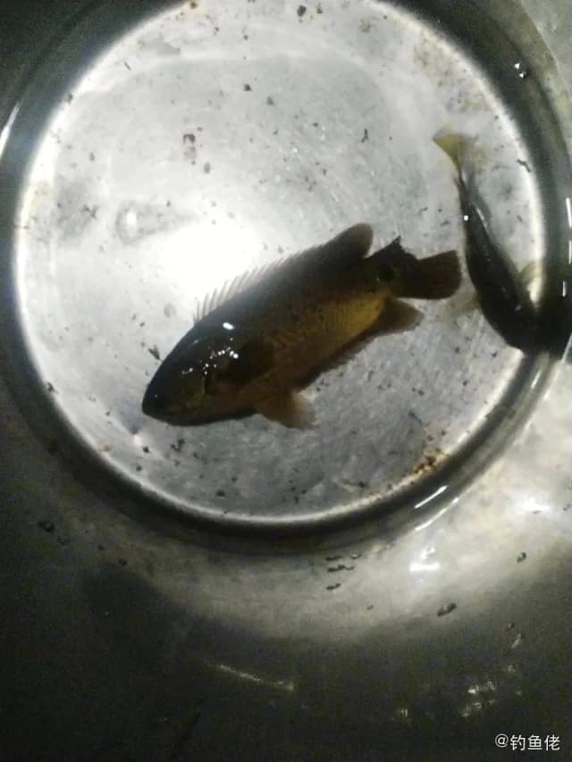 攀鲈钓获 汕头市 0.3kg