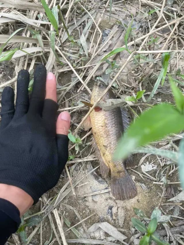 攀鲈钓获 广州市 0.03kg