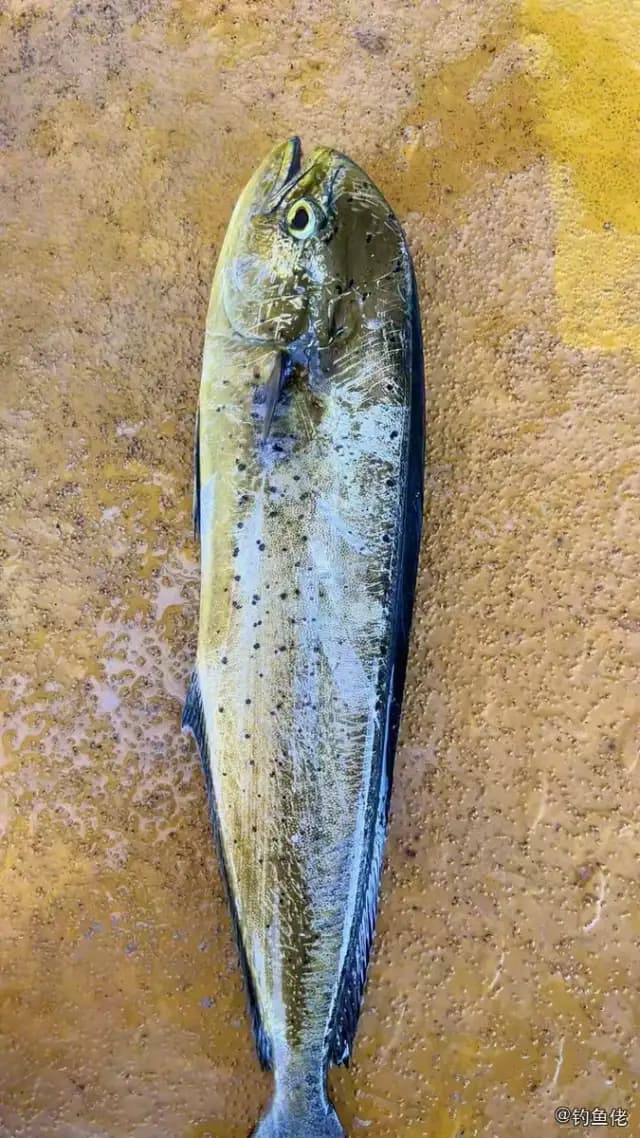 鲯鳅钓获 温州市 2.5kg