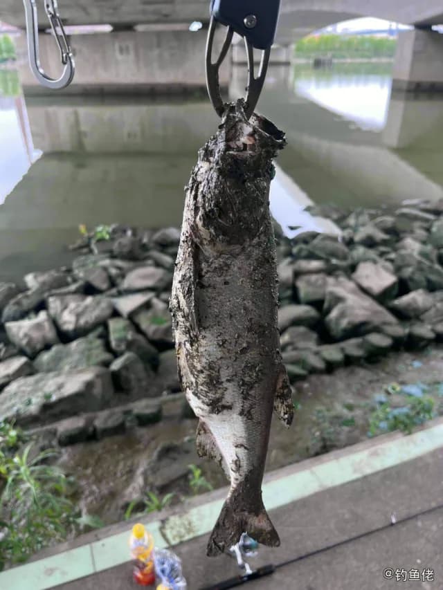 翘嘴鲌钓获 台州市 0.8kg