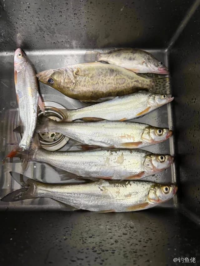 翘嘴鲌钓获 襄阳市 1kg