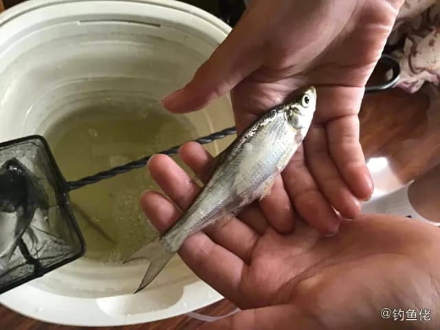翘嘴鲌钓获 天津市 0.02kg