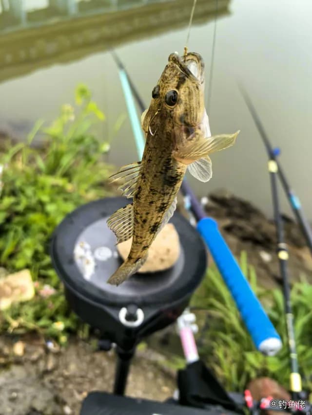 青斑细棘虾虎鱼钓获 漳州市 0.3kg