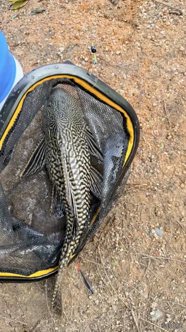 清道夫钓获 珠海市 1.2kg