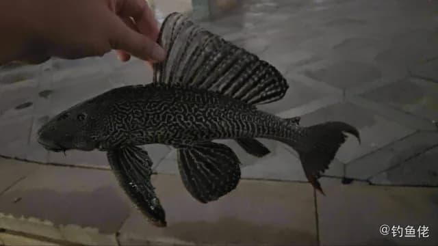 清道夫钓获 珠海市 1.1kg