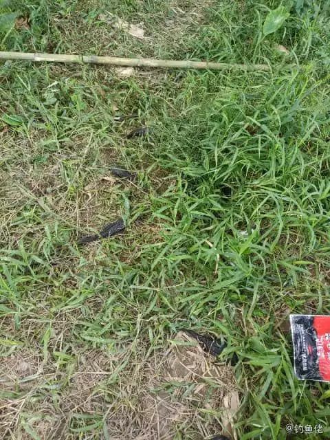 清道夫钓获 广州市 1kg