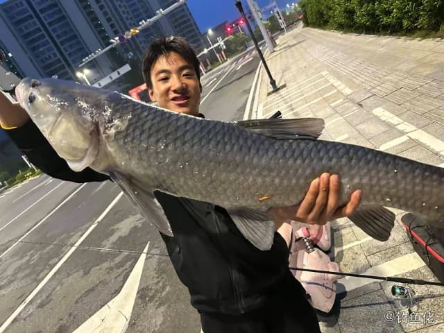 青鱼钓获 湖北省 10kg