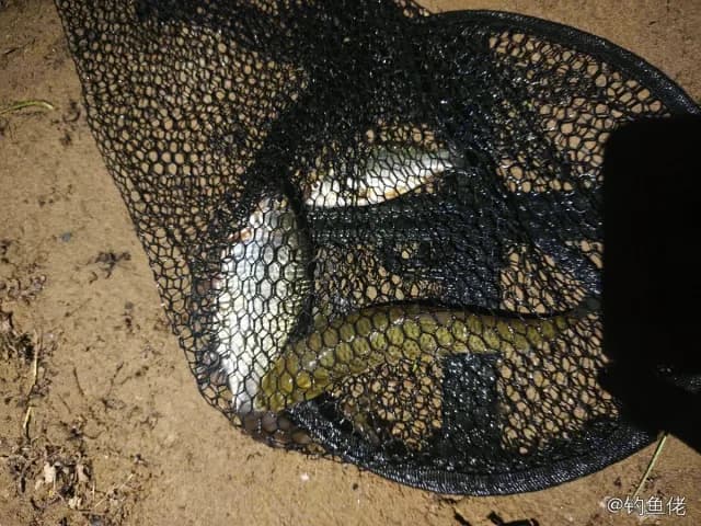 日本松球鱼钓获 乌海市 0.1kg