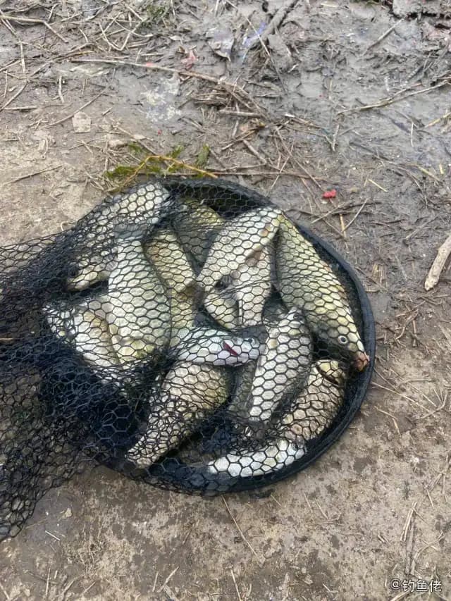 日本松球鱼钓获 葫芦岛市 0.8kg