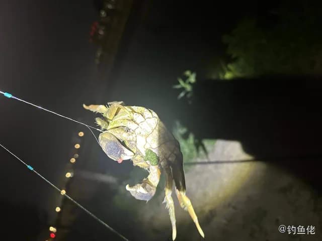 日本松球鱼钓获 上海市 0.8kg