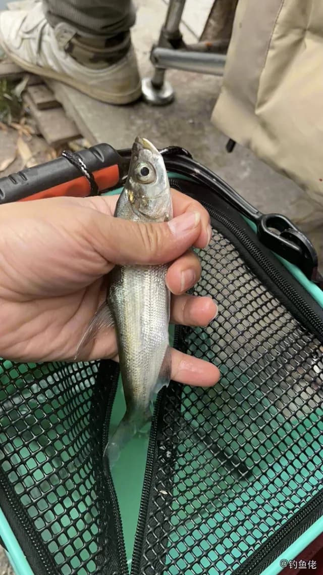 日本下鱵鱼钓获 上海市 0.03kg