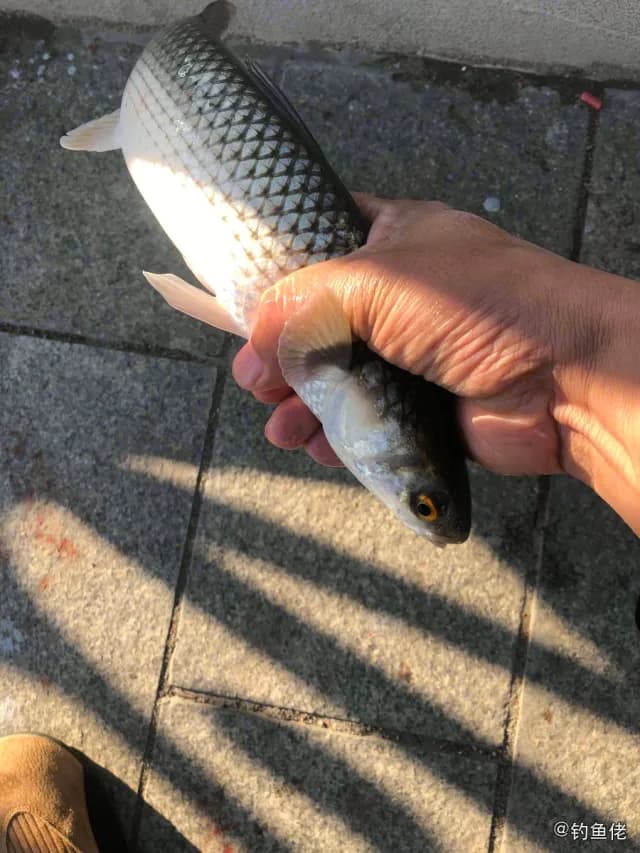 日本魣钓获 天津市 0.6kg