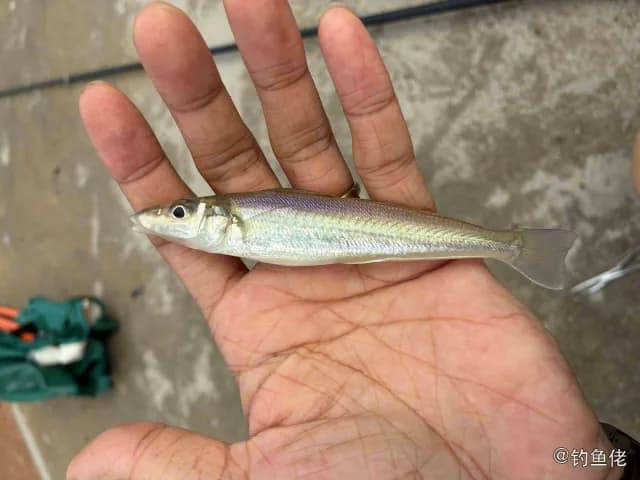 少鳞鱚钓获 湛江市 0.1kg