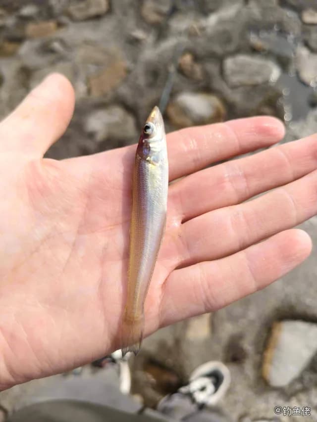 少鳞鱚钓获 秦皇岛市 0.24kg