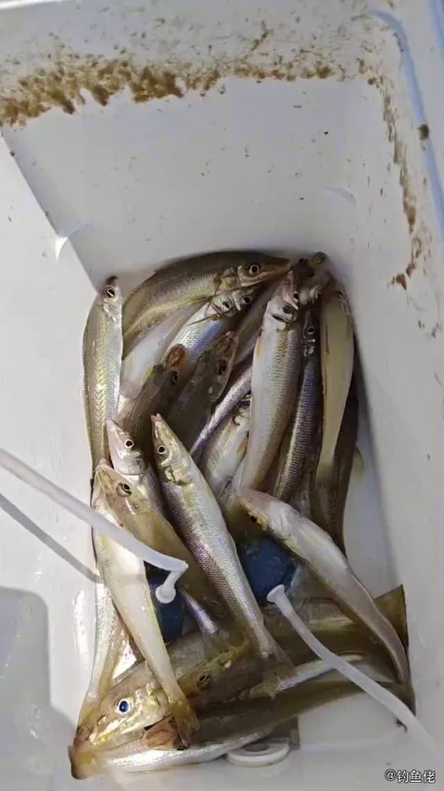 少鳞鱚钓获 阳江市 0.04kg