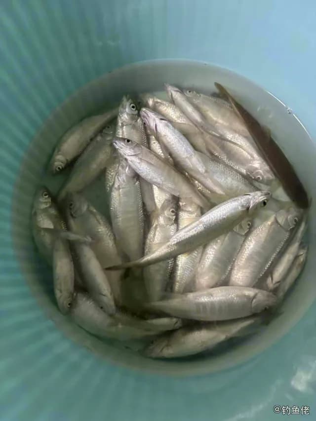 蛇鲭钓获 辽阳市 0.04kg