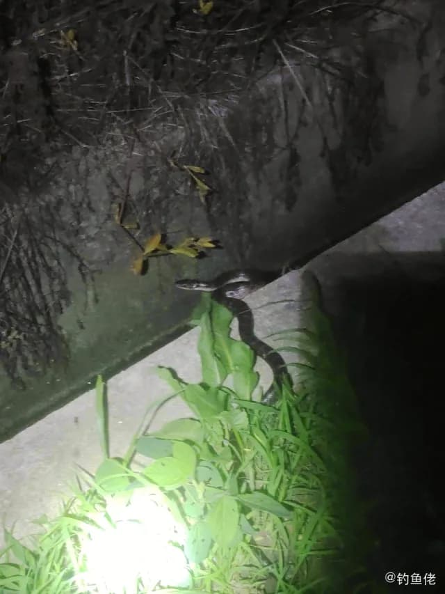 蛇鲭钓获 宁波市 2.2kg