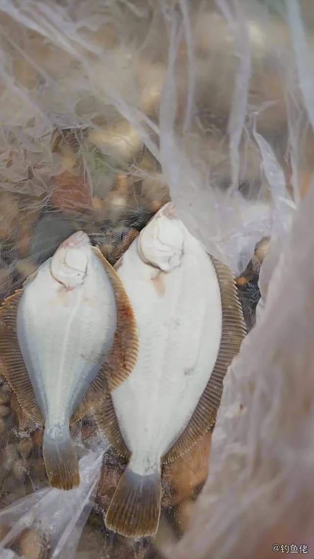 石鲽钓获 大连市 0.1kg