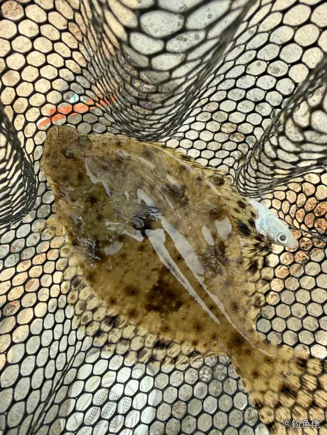 石鲽钓获 东莞市 0.25kg