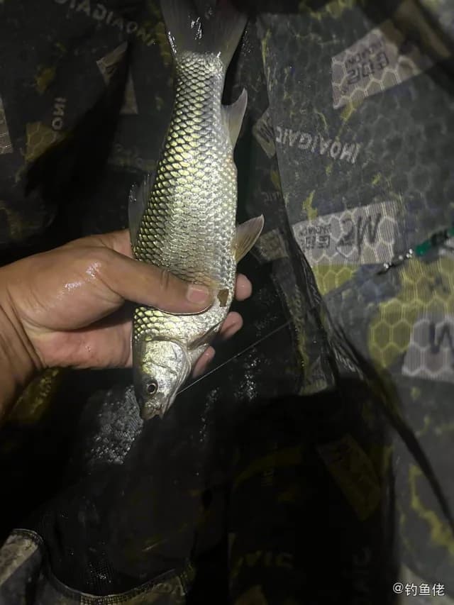 史氏红谐鱼钓获 怀化市 0.7kg