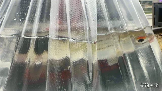史氏红谐鱼钓获 江门市 1kg