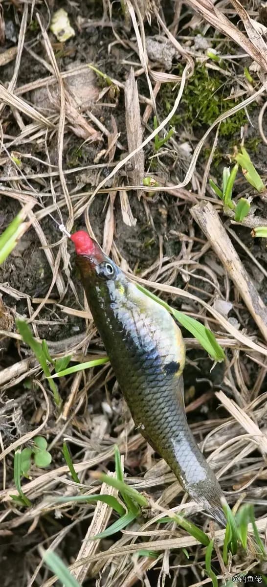 食蚊鱼钓获 上海市 0.1kg