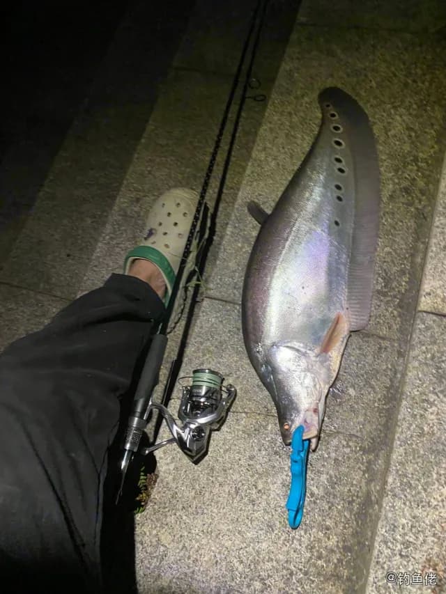 饰妆铠弓鱼钓获 东莞市 3.6kg