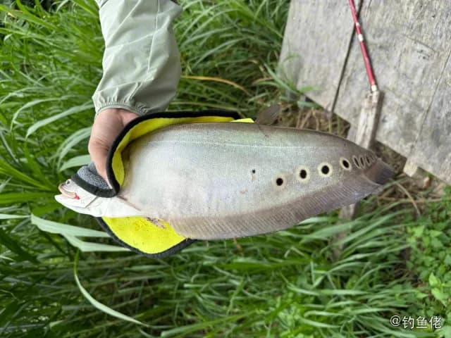 饰妆铠弓鱼钓获 东莞市 1kg