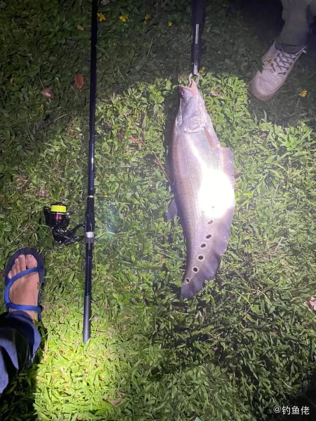 饰妆铠弓鱼钓获 东莞市 3kg