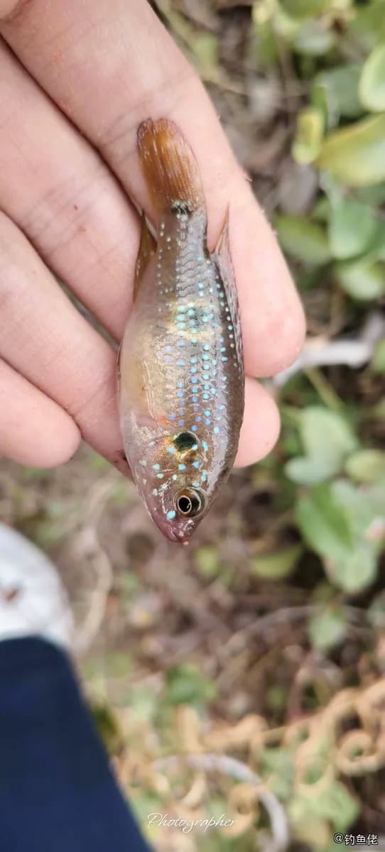 双斑半丽鱼钓获 深圳市 0.08kg