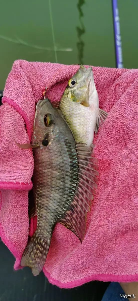 双斑半丽鱼钓获 肇庆市 0.05kg
