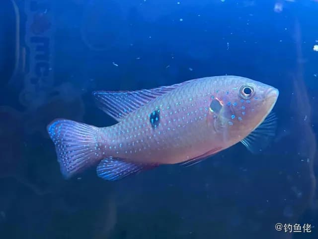 双斑半丽鱼钓获 厦门市 0.08kg
