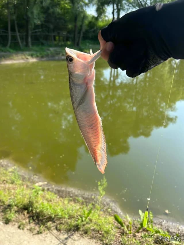 双须骨舌鱼钓获 哈尔滨市 0.2kg