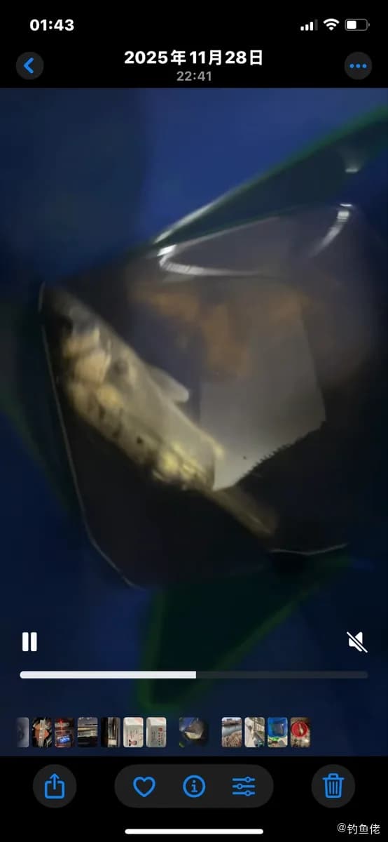 丝鲹钓获 南通市 20kg