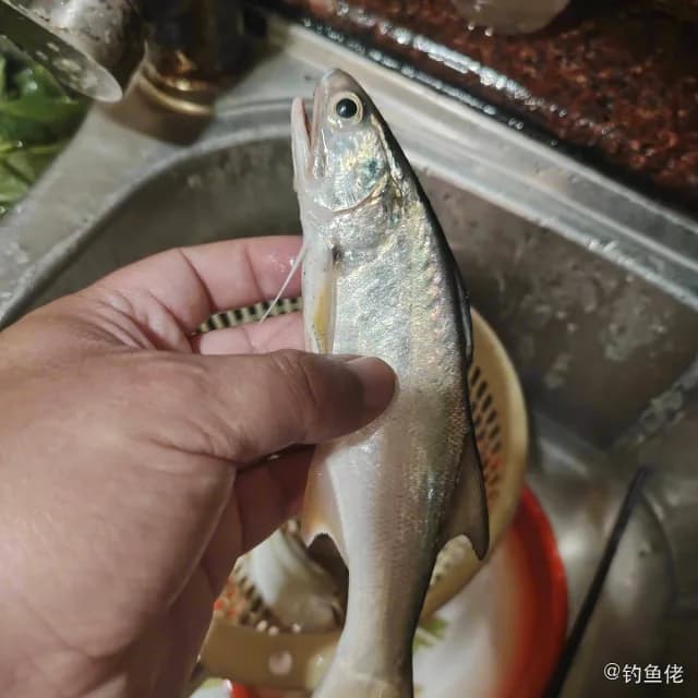 四指马鲅钓获 汕尾市 0.4kg