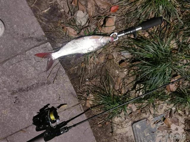 四指马鲅钓获 杭州市 0.6kg
