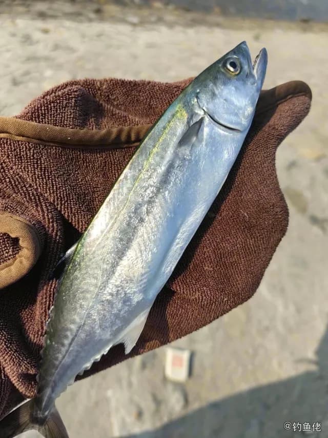 四指马鲅钓获 深圳市 0.2kg