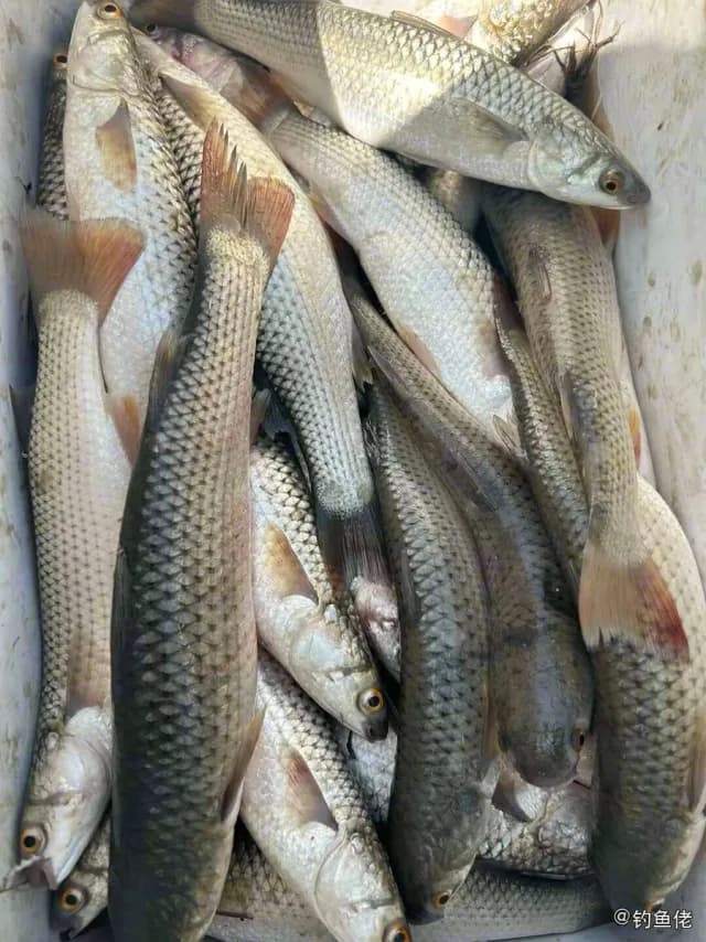 鮻鱼钓获 唐山市 1.2kg