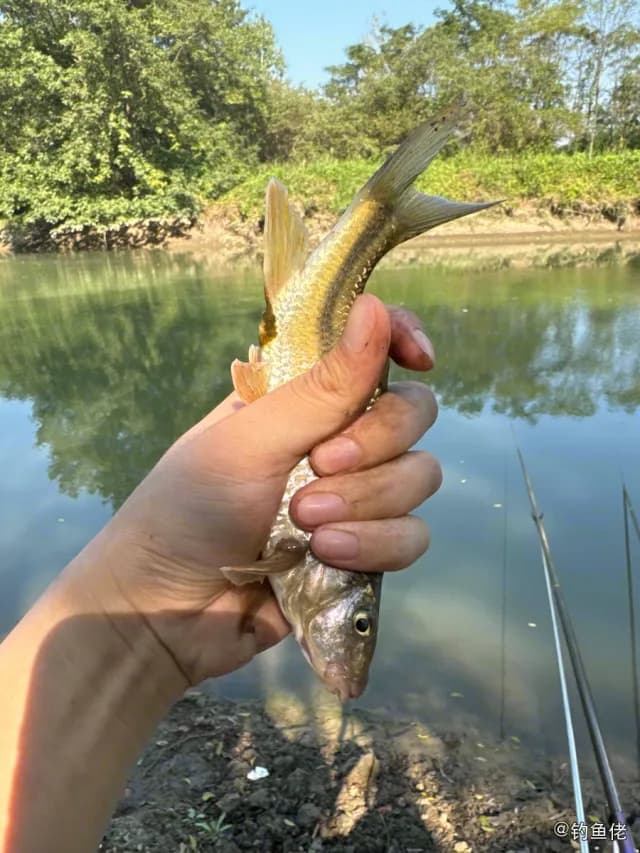 台湾光唇鱼钓获 郴州市 0.3kg