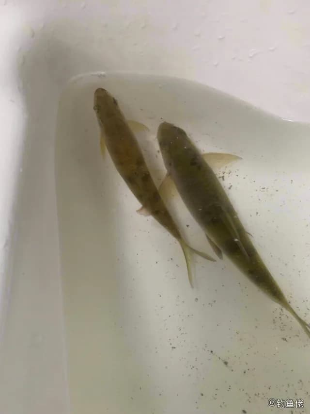 台湾光唇鱼钓获 重庆市 0.1kg