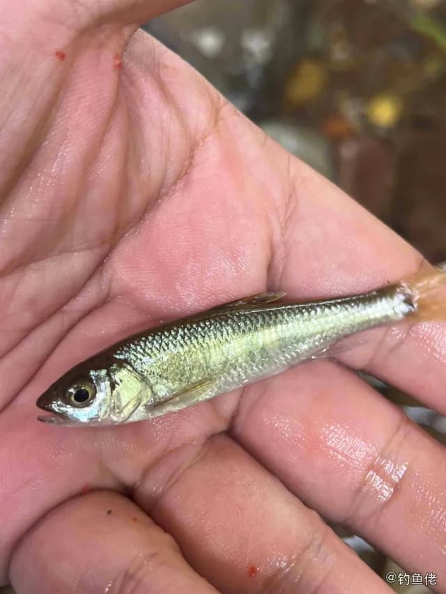台湾光唇鱼钓获 宁波市 0.08kg
