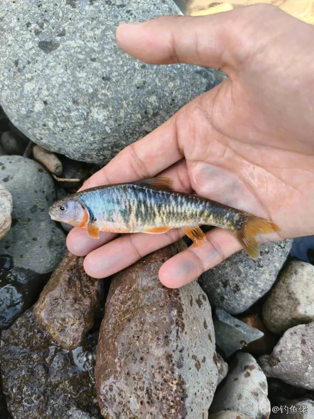 台湾光唇鱼钓获 承德市 1kg