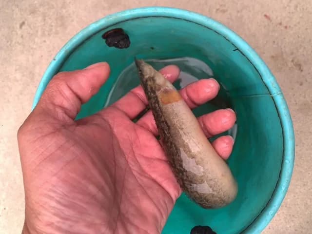 田中狮子鱼钓获 北京市 0.1kg