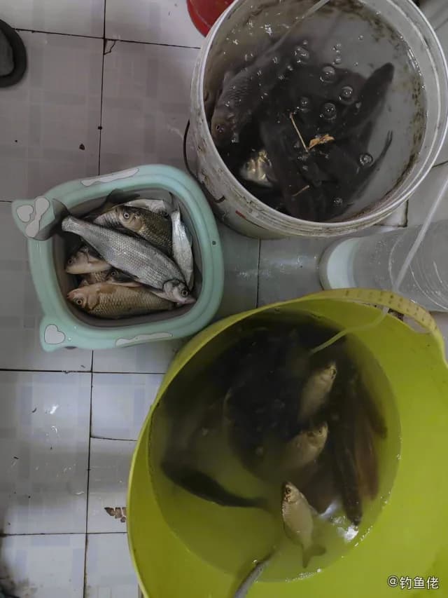 条纹鲮脂鲤钓获 济宁市 3.5kg