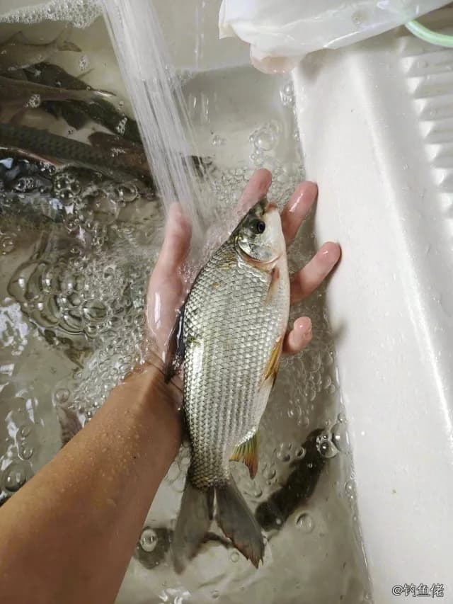 条纹鲮脂鲤钓获 佛山市 1.1kg