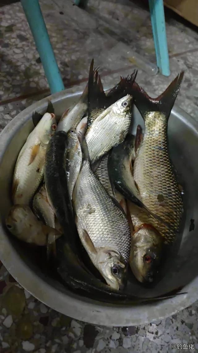 条纹鲮脂鲤钓获 玉林市 20kg